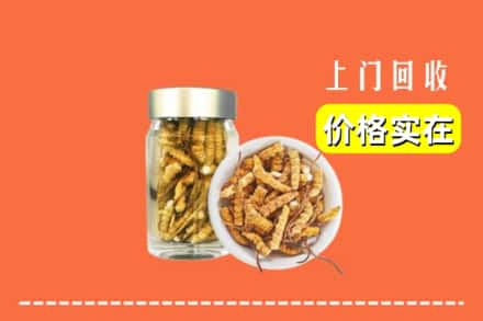黄山屯溪区回收散虫草