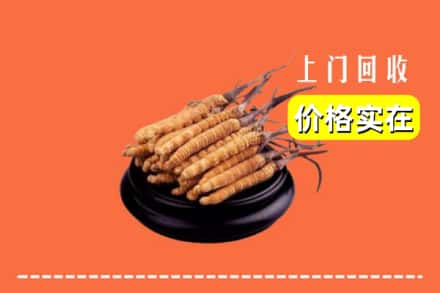 黄山屯溪区回收冬虫夏草